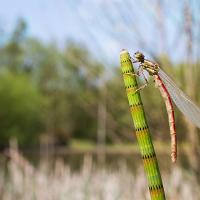 Large Red Damselfly wideangle 1 